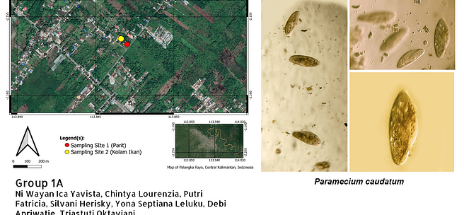 Group 1A Protozoa
